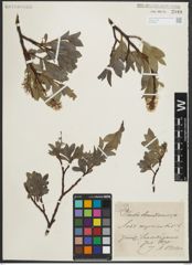 Foto von Salix myrsinites L.